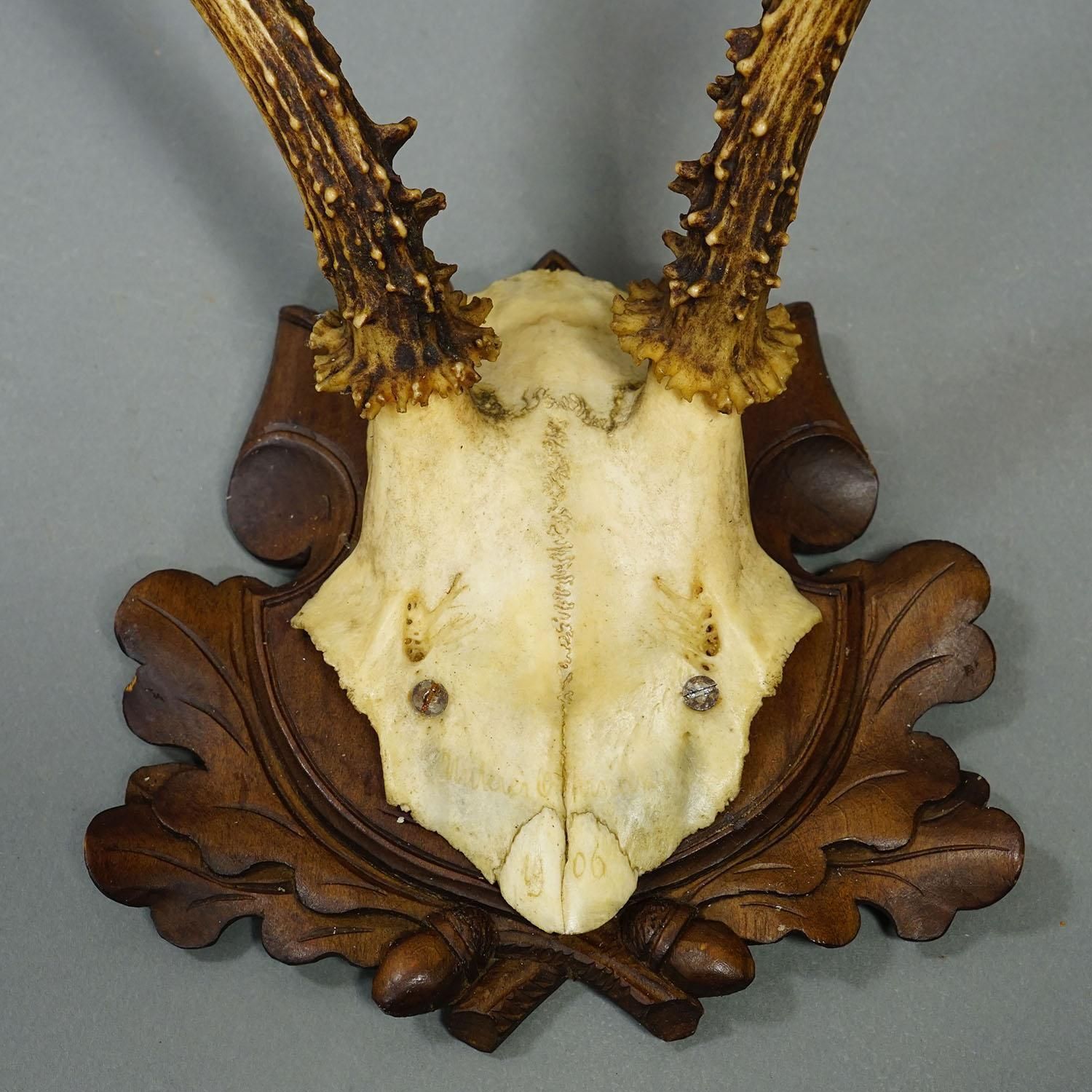 photo for sale Set Of Six Antique Roe Deer Trophies, Germany Ca. 1890s / 1900s