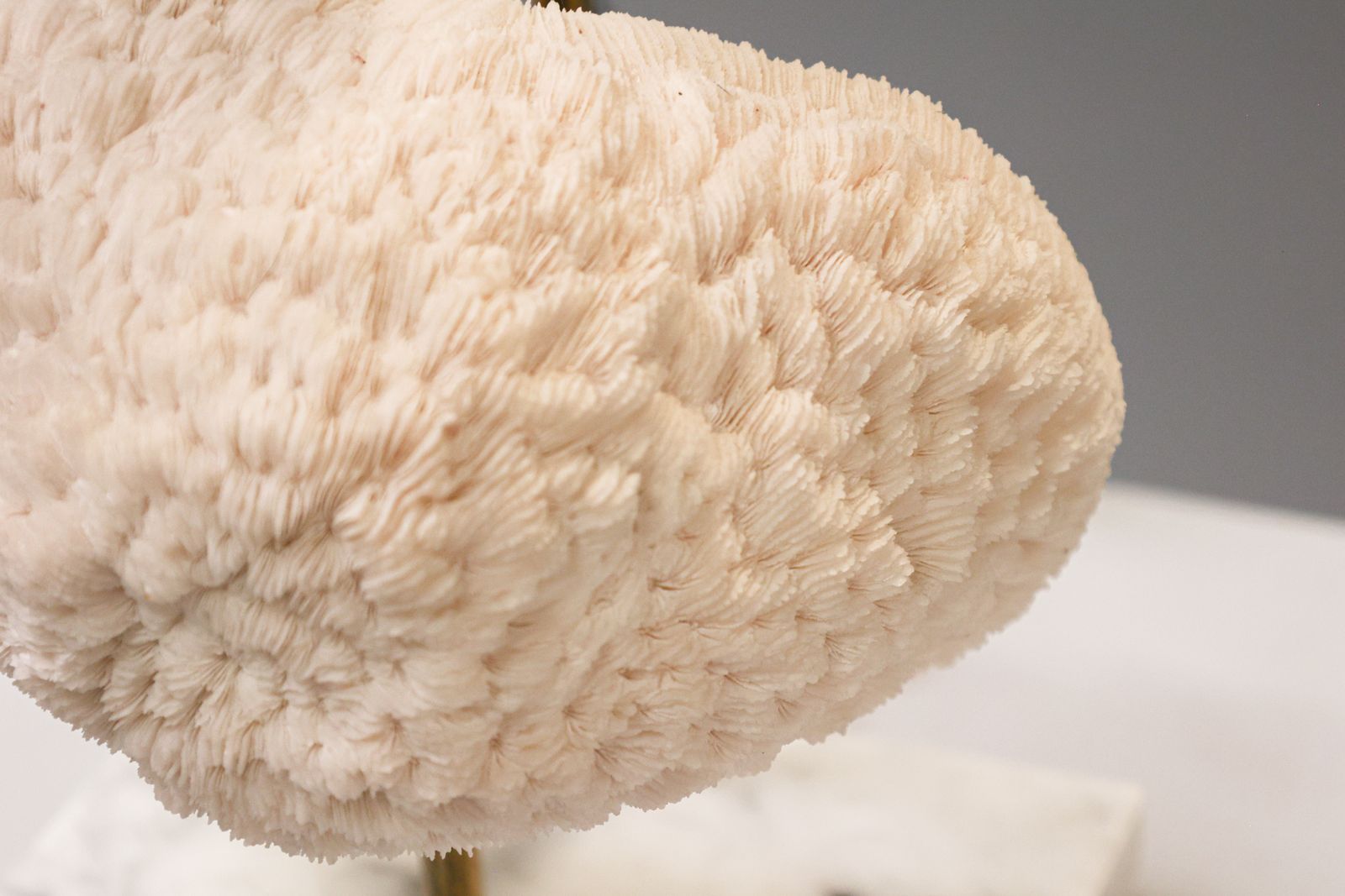 Halomitra Pileus (Coral) Tafellamp, Jaren 1970. photo buy