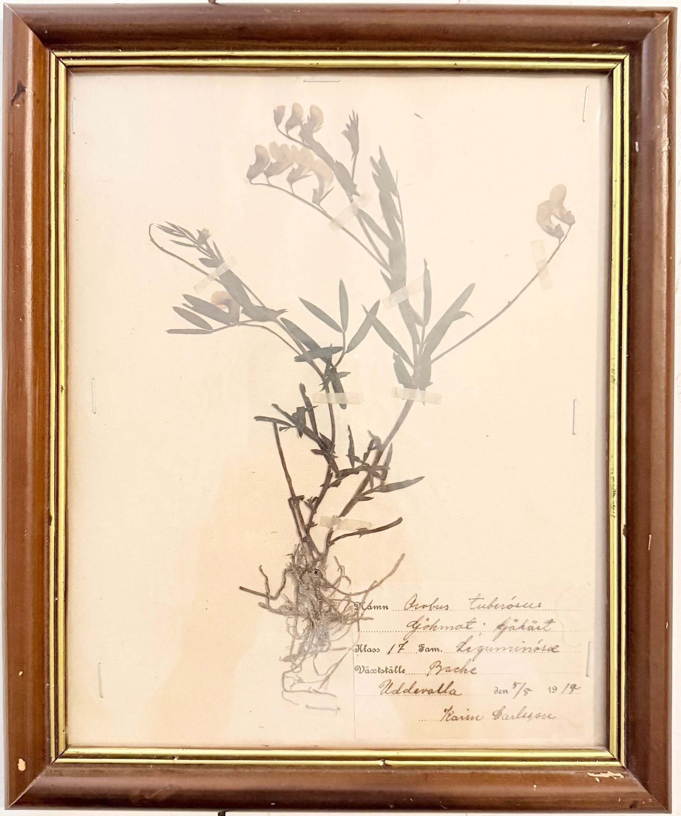 Framed Original Year 1919 Antique Herbarium Specimen, Botanical Art. Orobus Tuberosus. Sweden