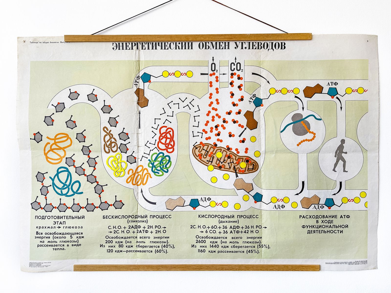 Art 1978 Original Soviet Vintage Biology School Chart "Carbohydrate Metabolism" Paper On Linen, Ussr Mid Century Educational Poster photo