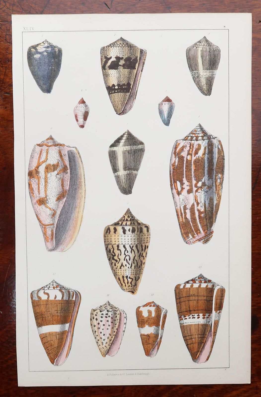 Pair Of Original Antique Prints Of Shells, 1847 photo Art