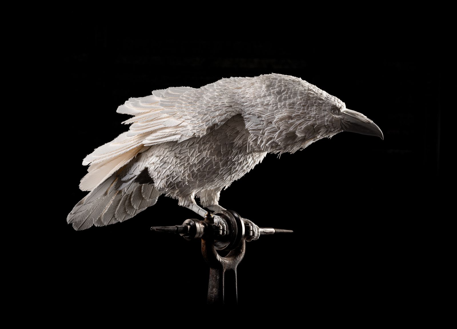 photo vintage Unique Vintage Velum Paper Feather 'Raven' Sculpture In Bespoke Display Case.