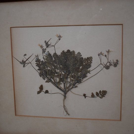 Antique 1938 Hand Collected Herbarium Botanical Specimen Frame Picture Art photo 75.0