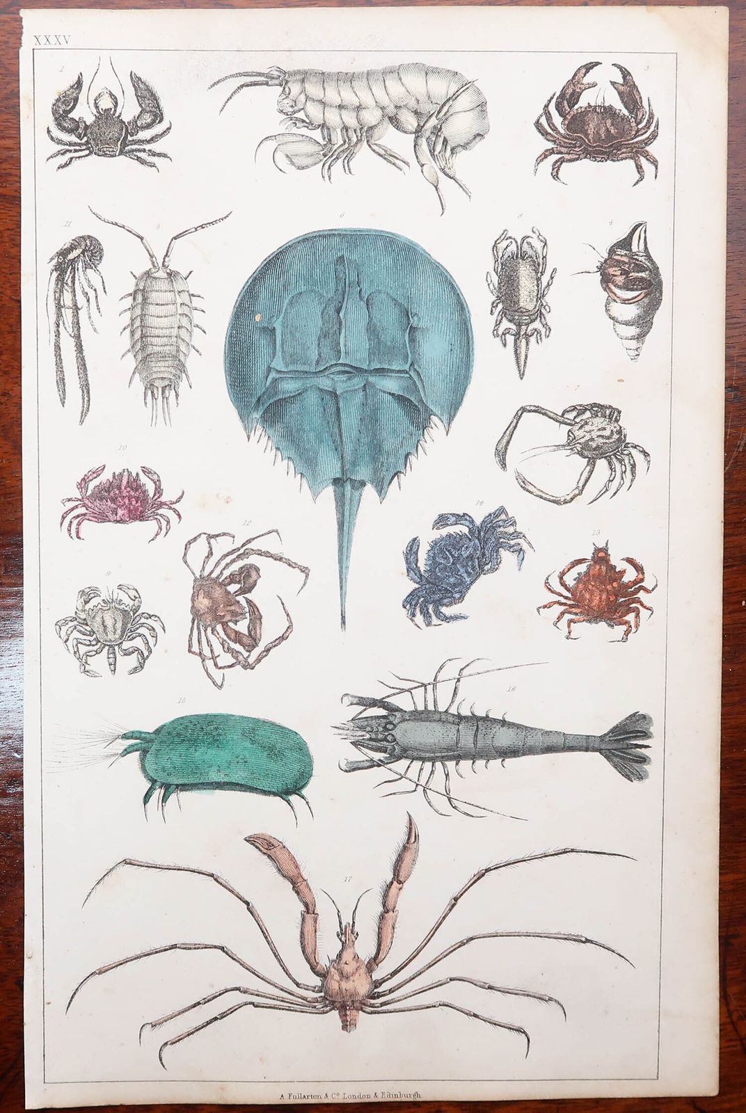 Set Of 8 Original Antique Natural History Prints. 1847 photo 290.0