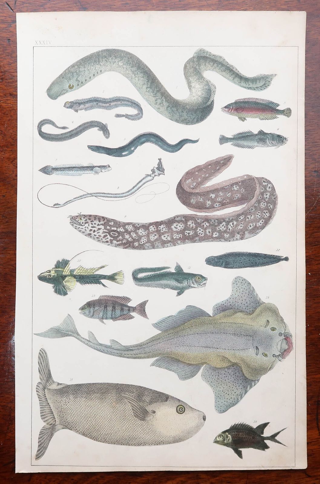 Set Of 8 Original Antique Natural History Prints. 1847 photo vinterior