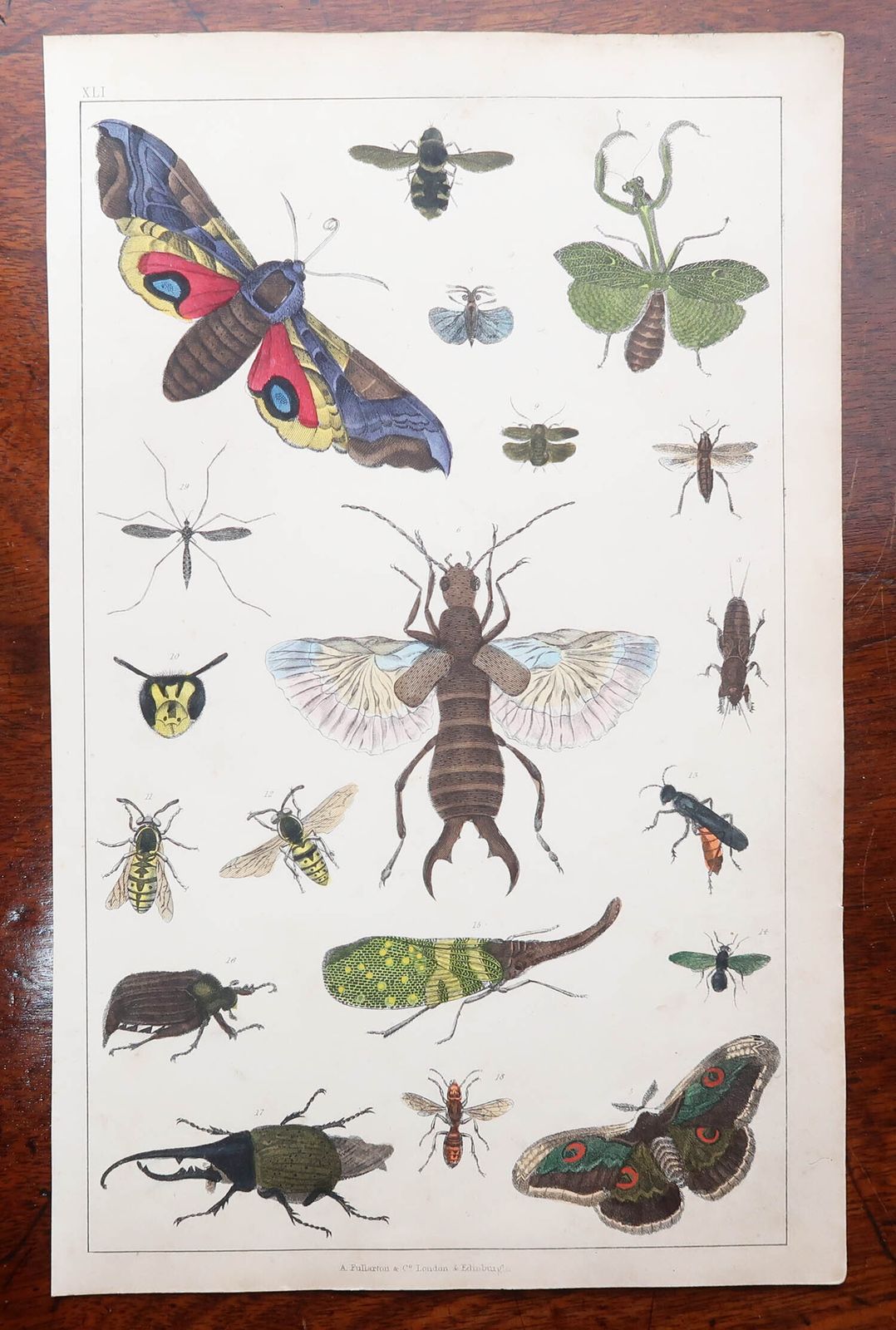 Set Of 8 Original Antique Natural History Prints. 1847 photo vintage