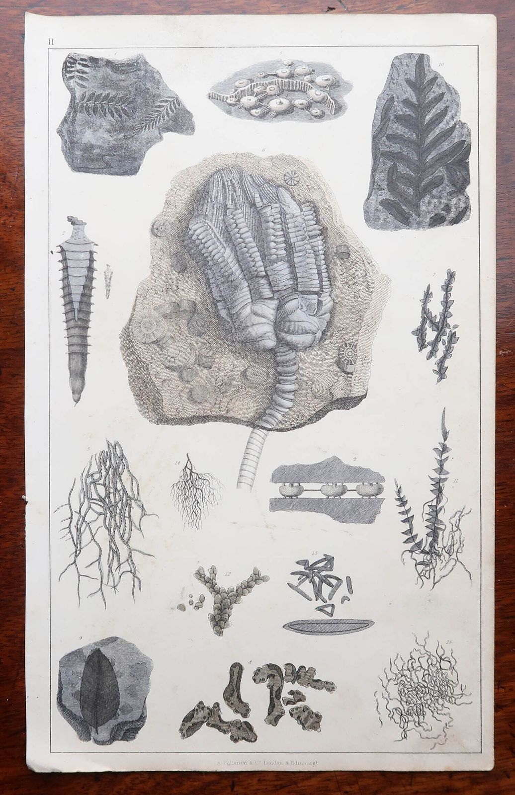 Set Of 4 Original Antique Prints Of Fossils And Dinosaur Bones. 1847 photo furniture