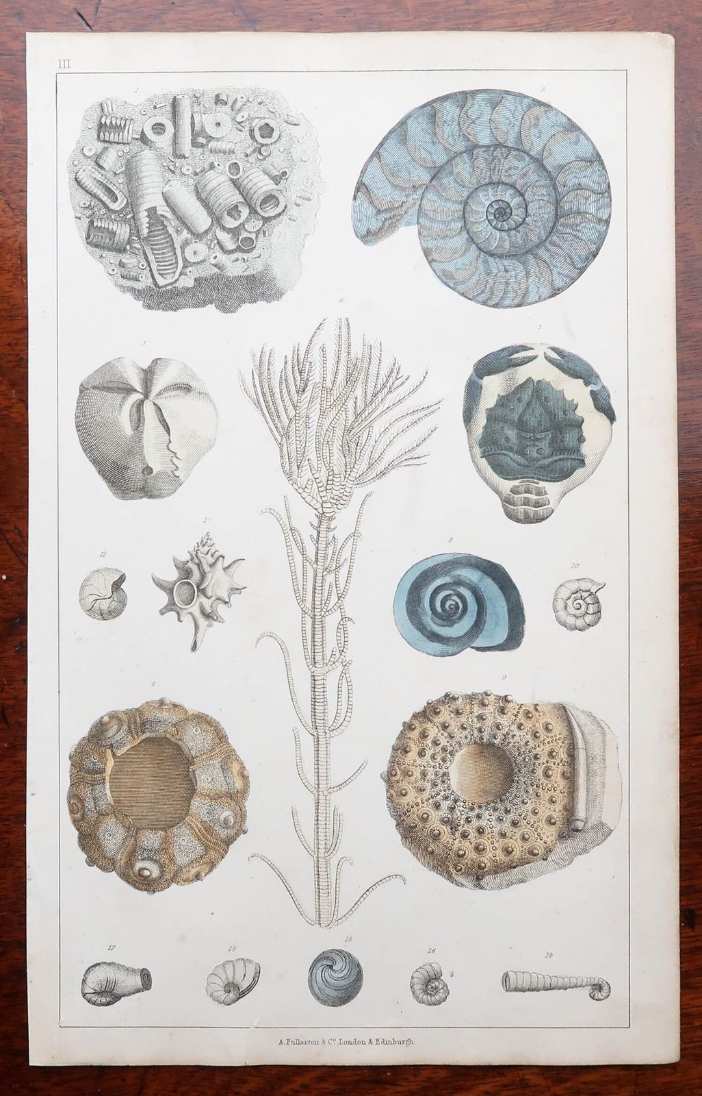 Set Of 4 Original Antique Prints Of Fossils And Dinosaur Bones. 1847 photo Art