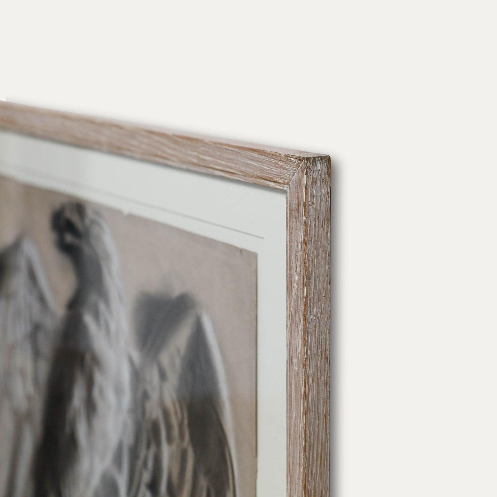 O. Muck (Fl.1898 1907) Framed Charcoal Drawing, Study Of An Eagle photo vinterior