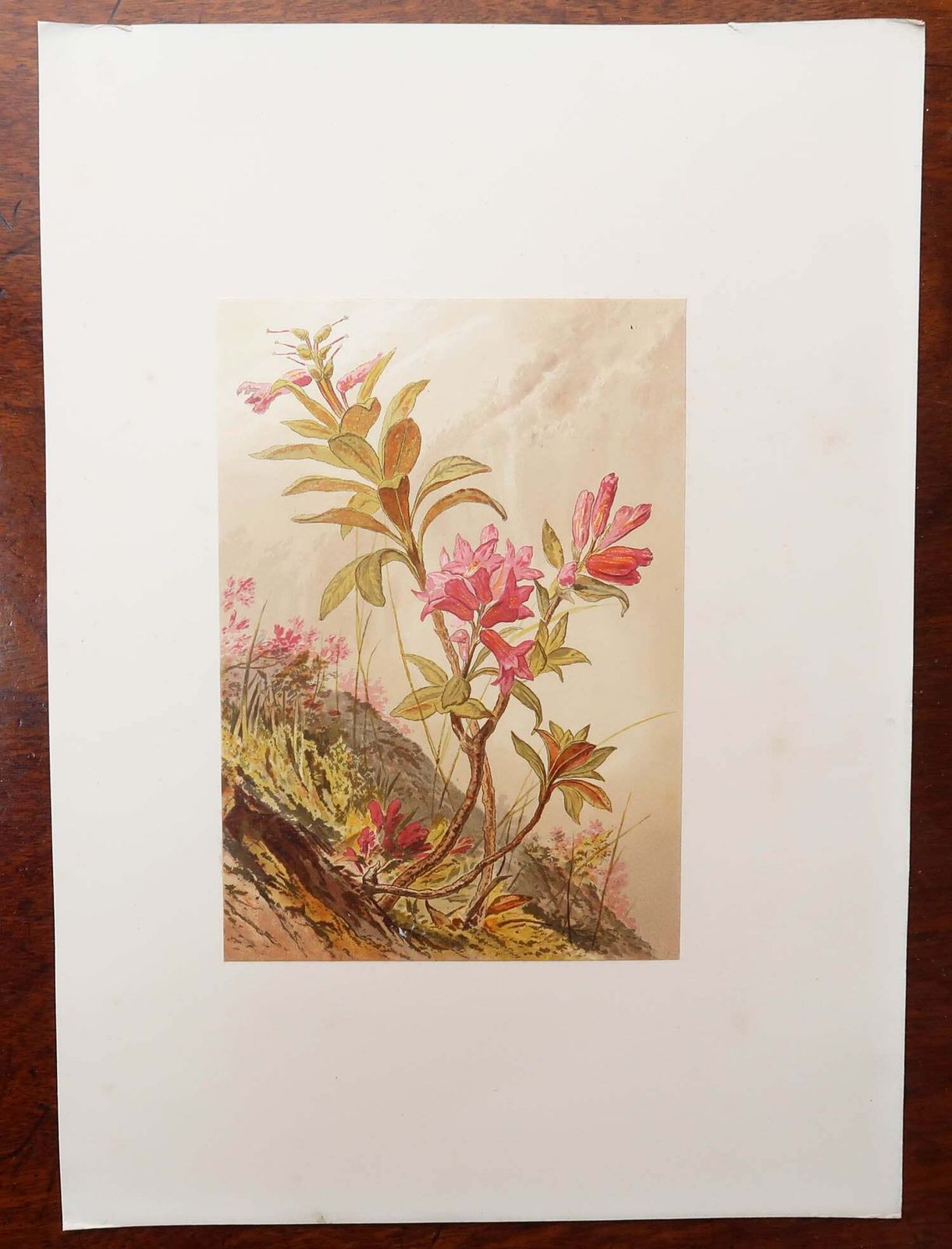 Set Of 12 Original Antique Botanical Prints   Alpine Flowers. 1869 photo furniture