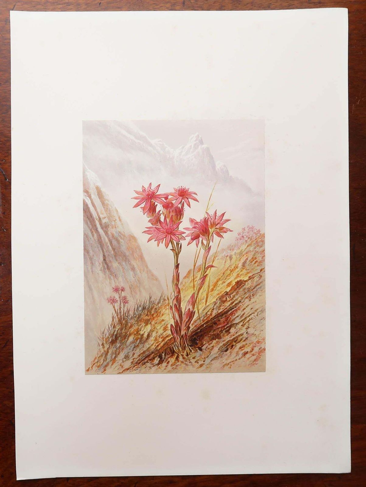 photo for sale Set Of 12 Original Antique Botanical Prints   Alpine Flowers. 1869