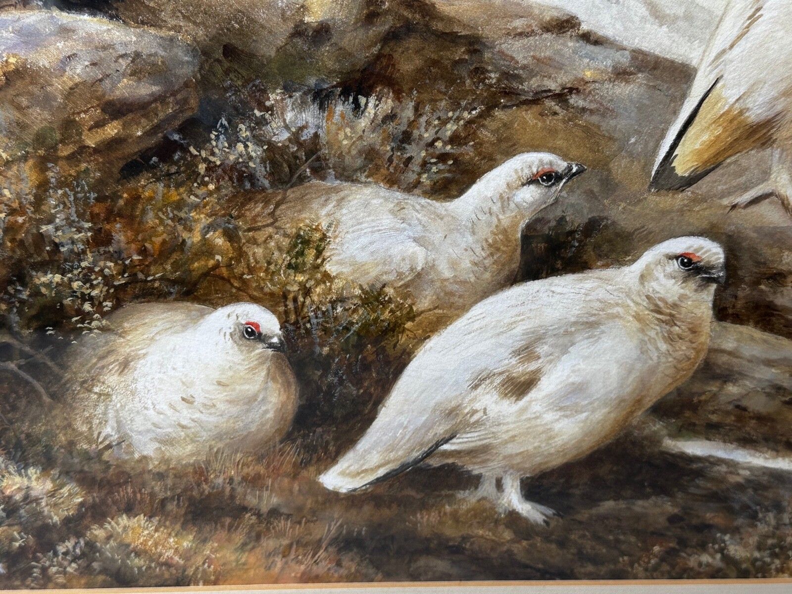 British Painting Highland Moors Wildlife Covey Of Ptarmigan Game Birds On Alert photo Art