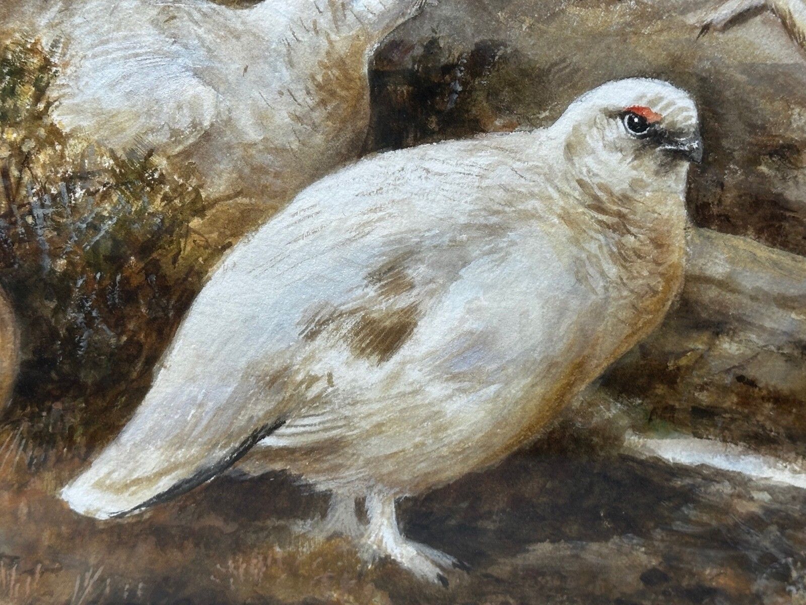 British Painting Highland Moors Wildlife Covey Of Ptarmigan Game Birds On Alert photo vinterior