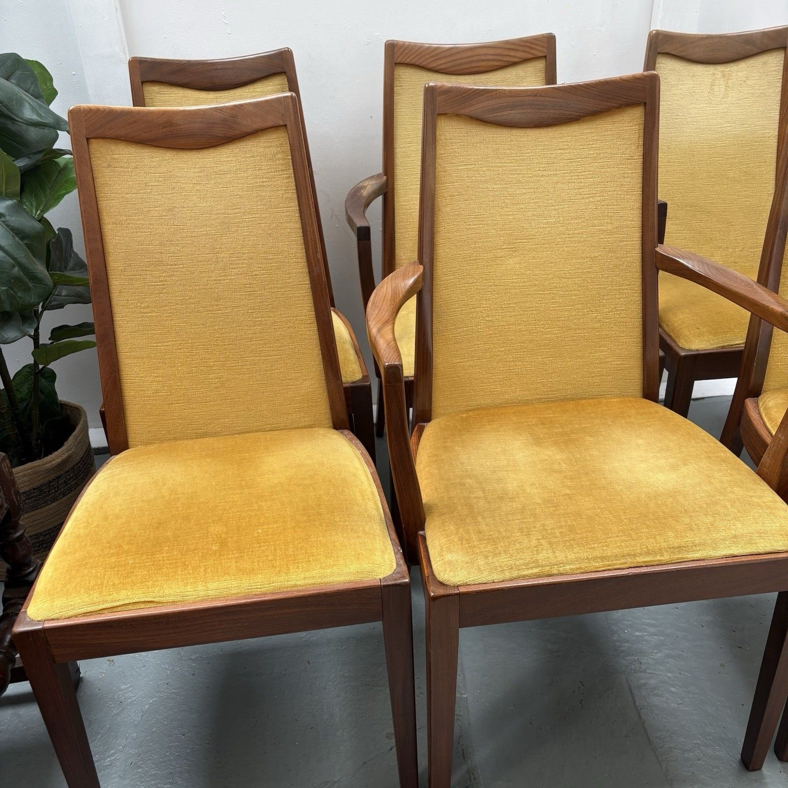 photo furniture 6 Mid Century Teak & Mustard Fabric G Plan Dining Chairs By Leslie Dandy 1960s