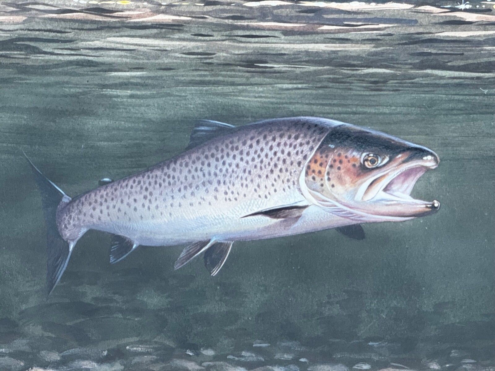 Sporting Painting Sea Trout Nearly Hooked The Silver Zulu Fly By Roger Mcphail photo vinterior
