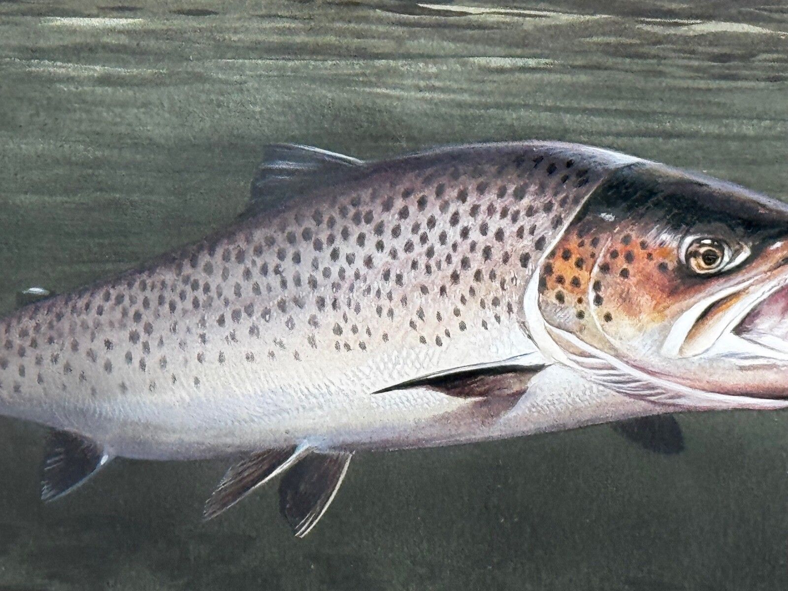photo vintage Sporting Painting Sea Trout Nearly Hooked The Silver Zulu Fly By Roger Mcphail
