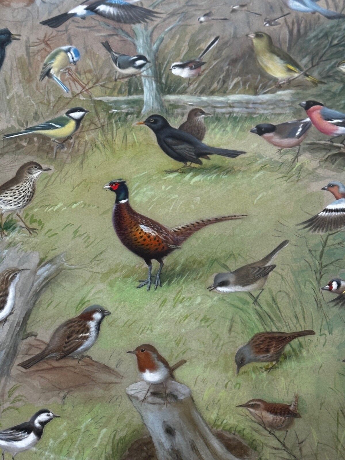 A Winter Gathering Robin & Mixed British Songbirds Manner Of Archibald Thorburn photo furniture