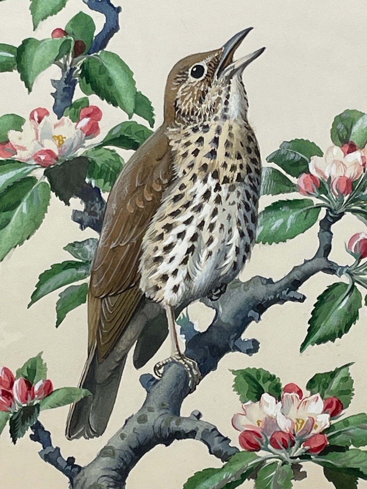 Mid Century Song Thrush Vogelschilderij door Charles Frederick Tunnicliffe OBE RA photo furniture
