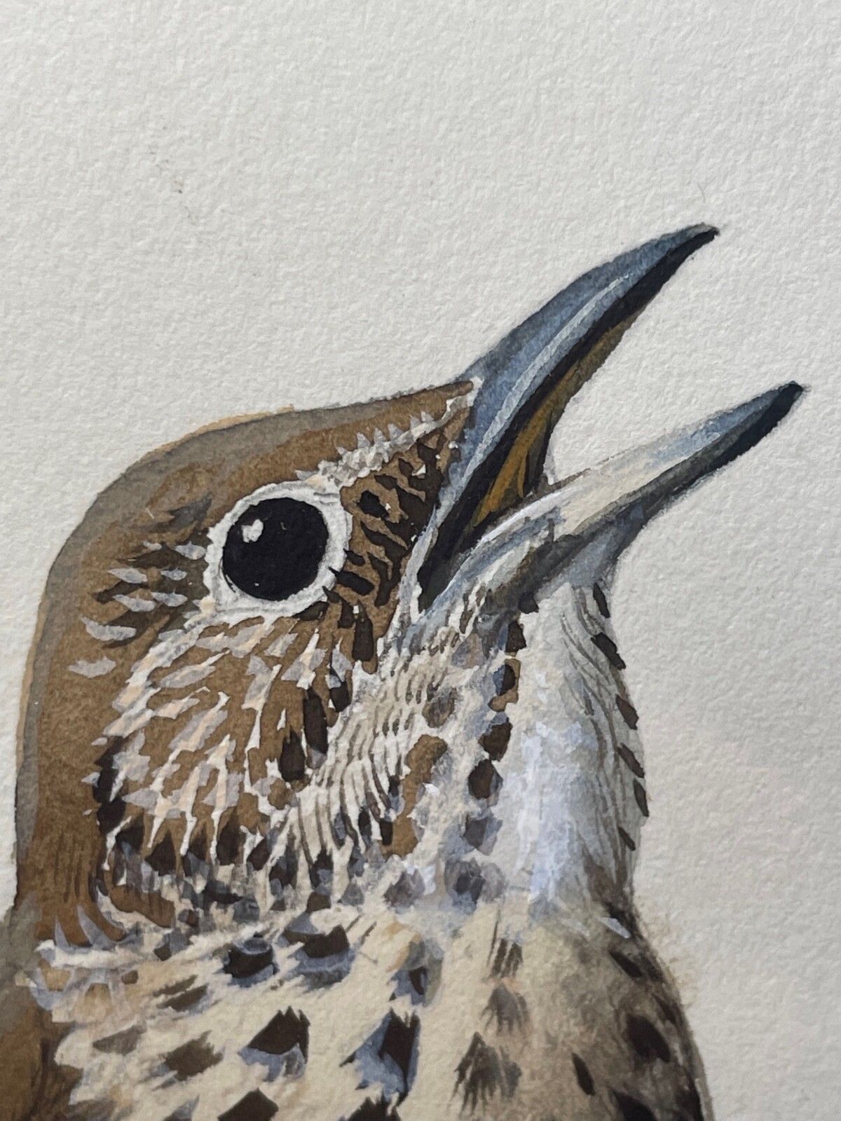 Mid Century Song Thrush Vogelschilderij door Charles Frederick Tunnicliffe OBE RA photo 15000.0
