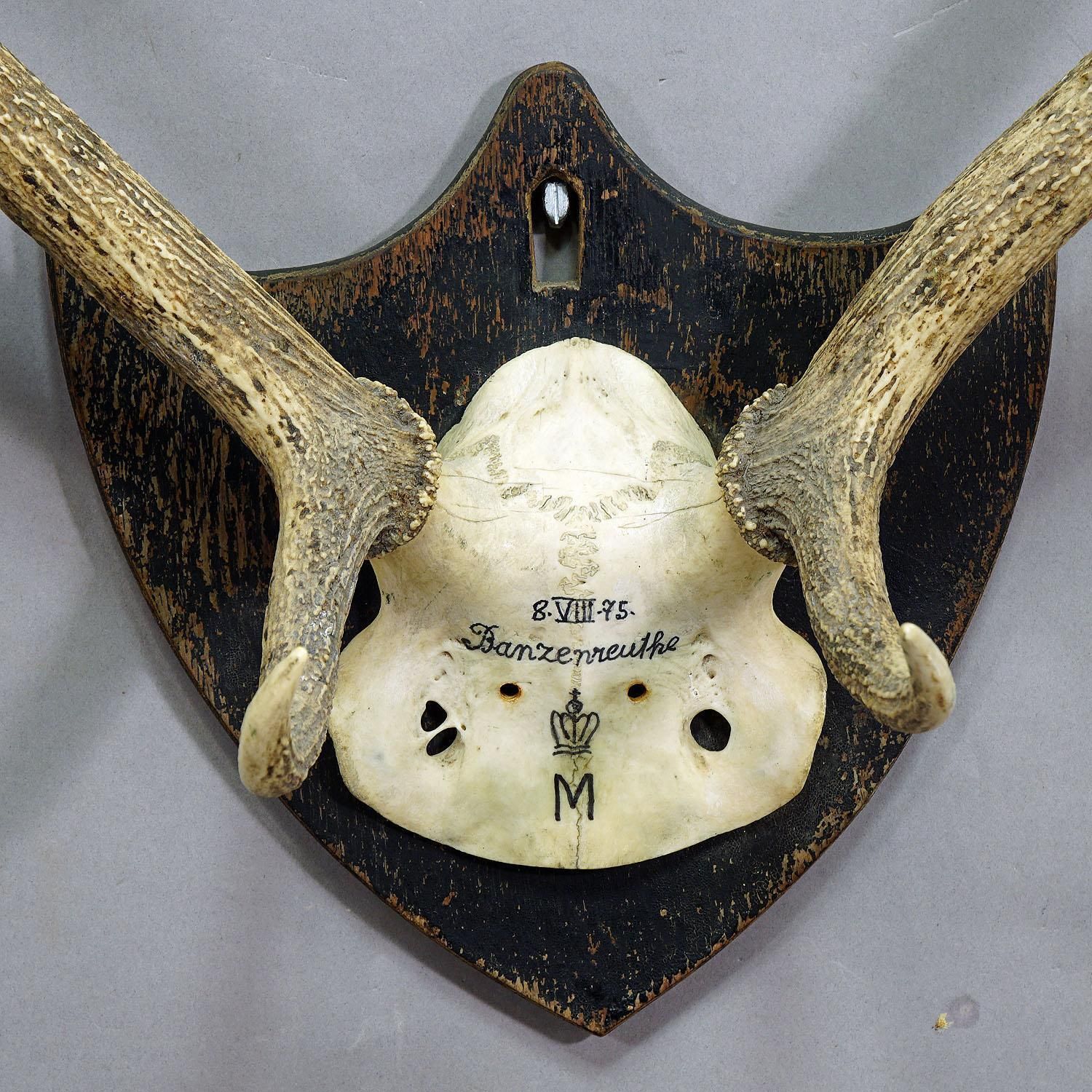 Antiek Zwart Woud edelhertentrofee uit Salem – Duitsland, Banzenreuthe 1875 photo Woonaccessoires