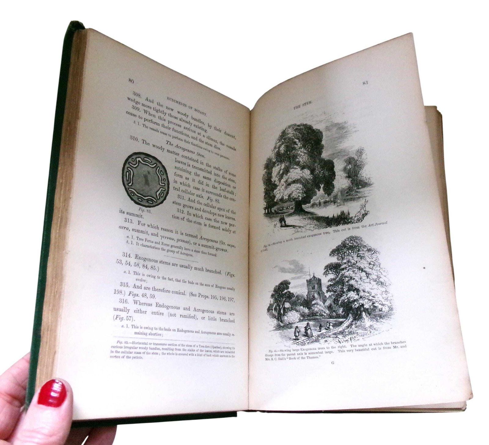 Rare 1860 Christopher Dresser Rudiments Of Botany Book, Victorian Designer & Botanist photo for sale
