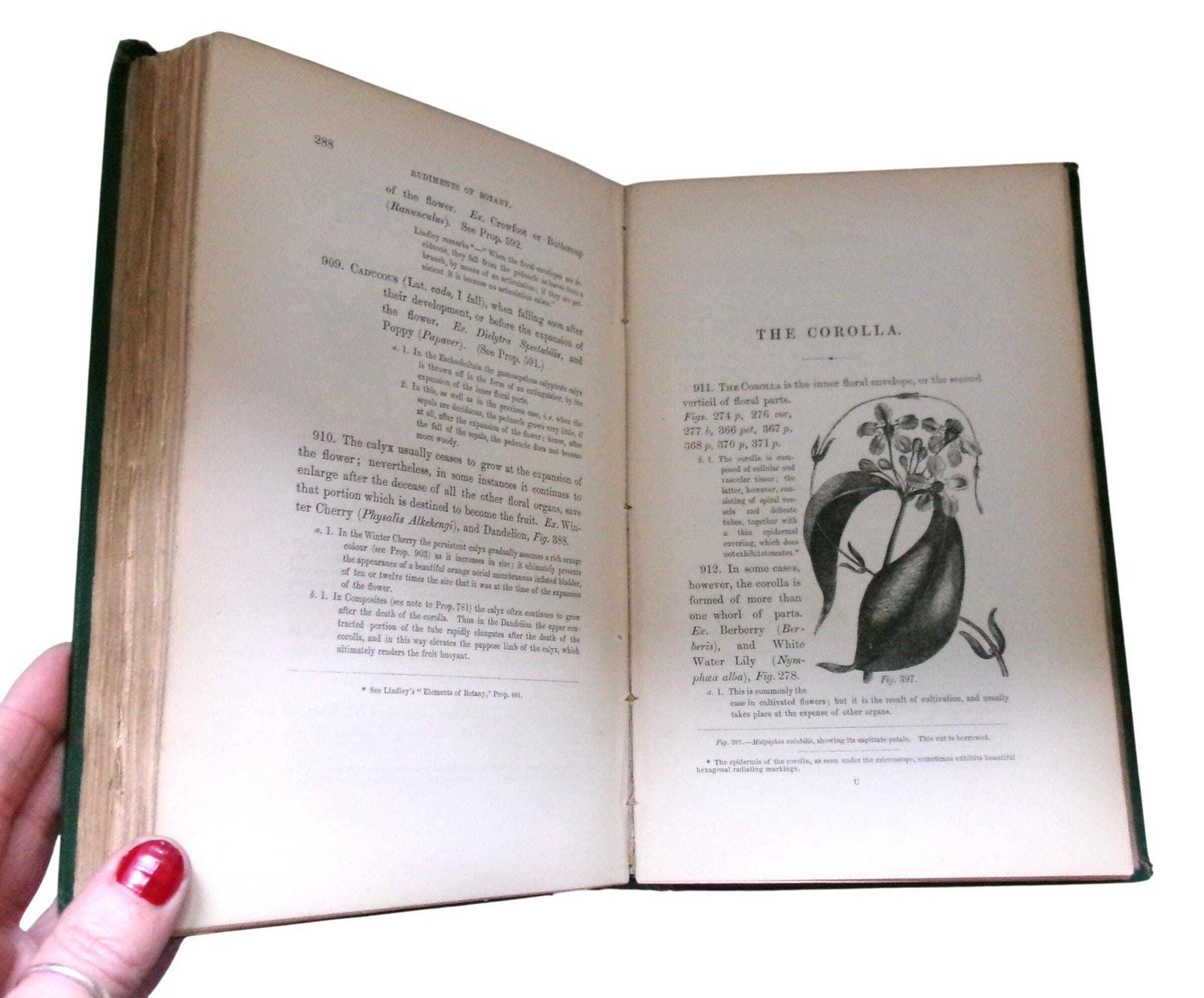 Rare 1860 Christopher Dresser Rudiments Of Botany Book, Victorian Designer & Botanist photo vinterior
