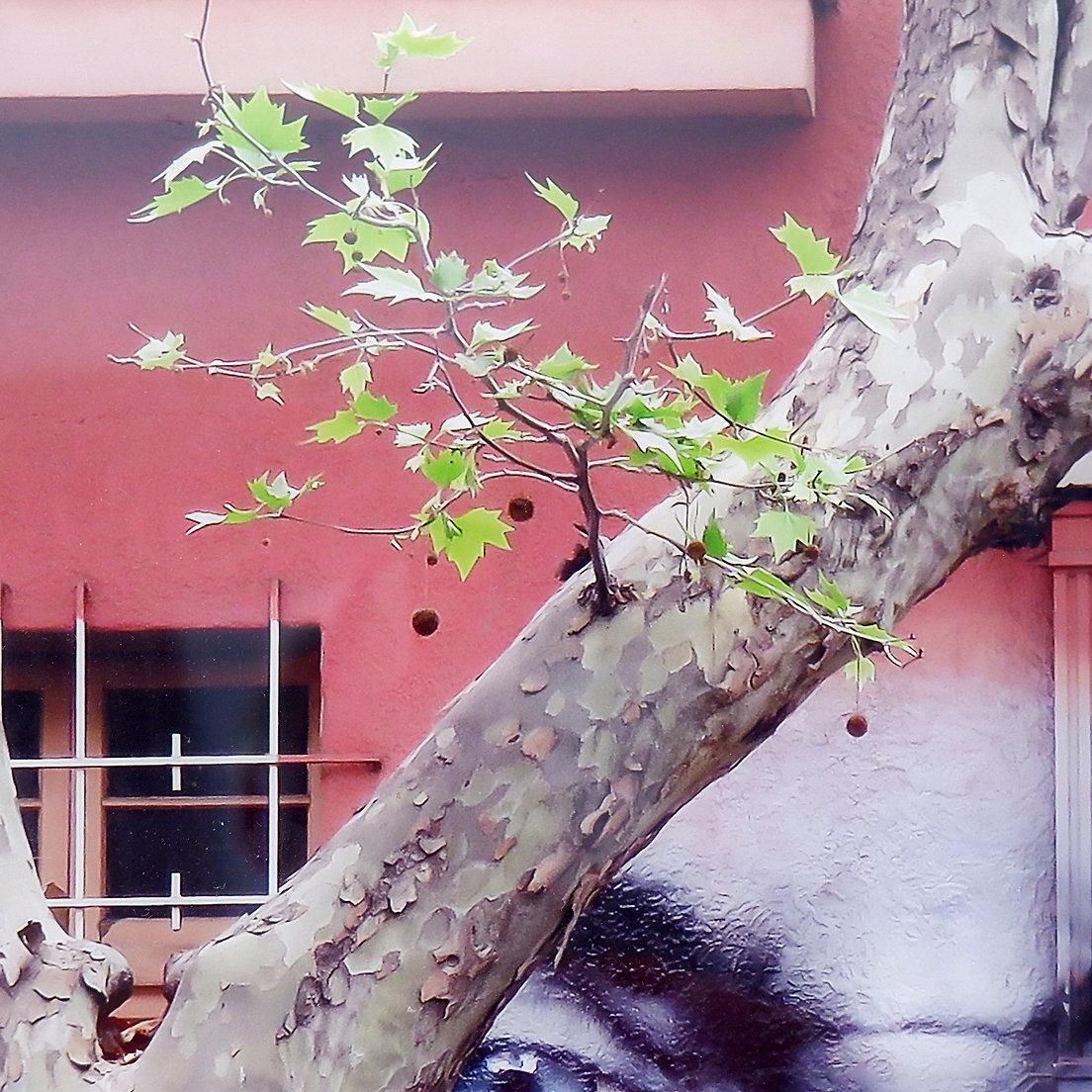 Photo Taken In Santiago In The Barrio Bellavista Neighborhood photo buy