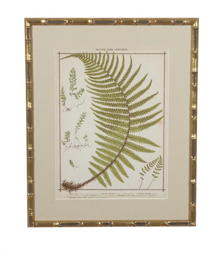 Collection Of Nine 19th Century Life Size Ferns By Francis George Heath photo for sale