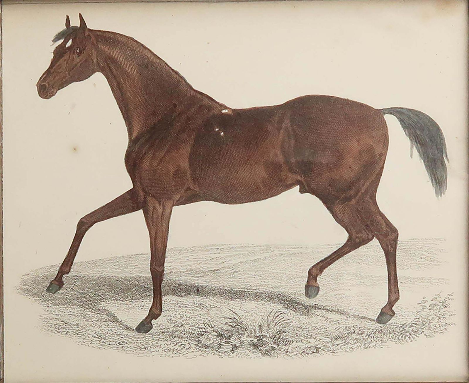 Original Antique Framed Print Of A Racehorse, 1847 photo for sale