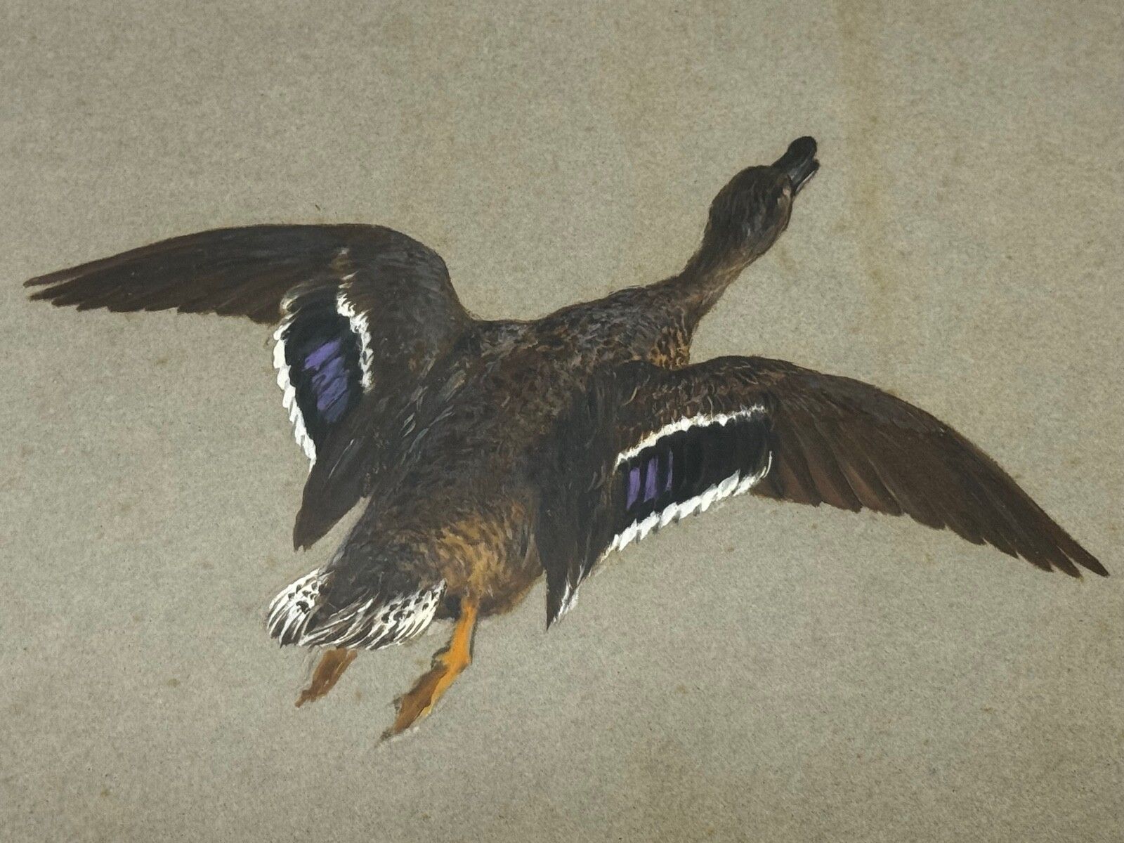 photo vintage Victoriaans schilderij, jachtvogels, twee opvliegende eenden, Thomas Blinks