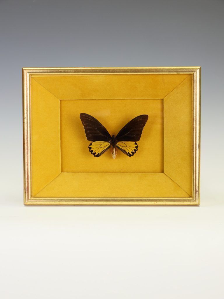 Antique 19th Century Entomological Taxidermy Butterfly Troides Helena Framed Specimen, C.1890