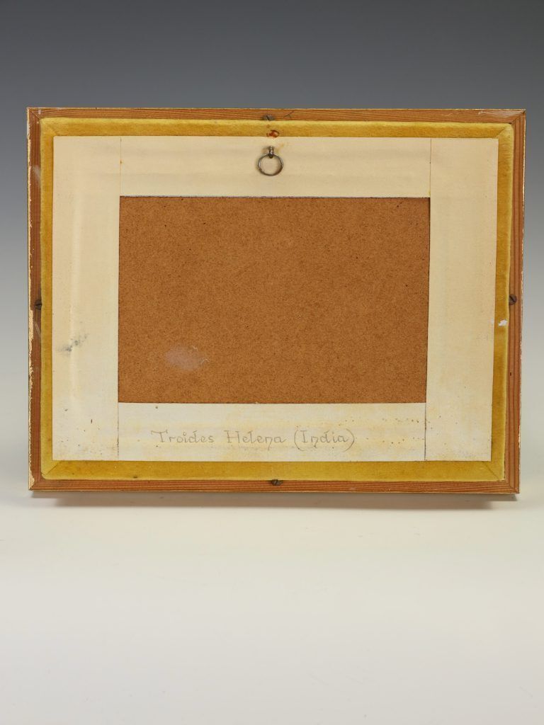 Antique 19th Century Entomological Taxidermy Butterfly Troides Helena Framed Specimen, C.1890 photo vintage