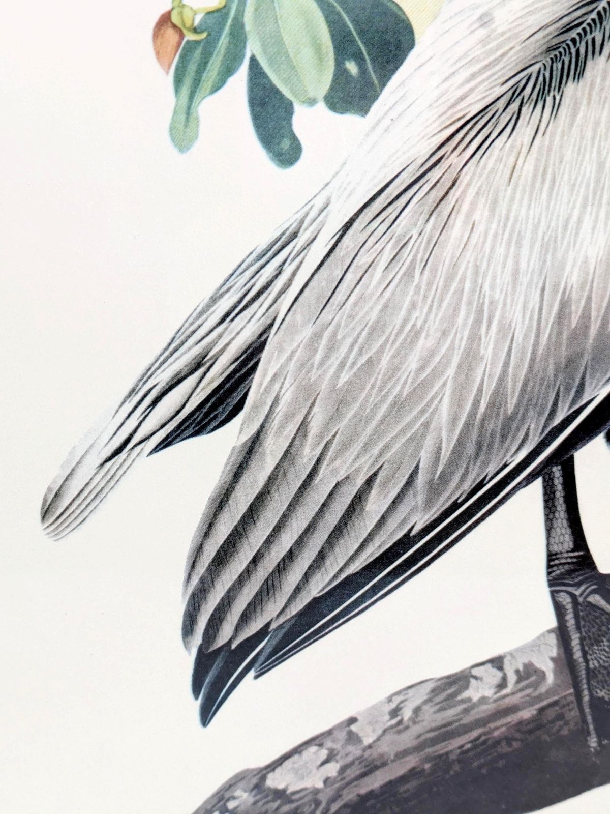 Vintage Audubon Brown Pelican Print Framed Bird Illustration Naturalist Wall Art photo buy