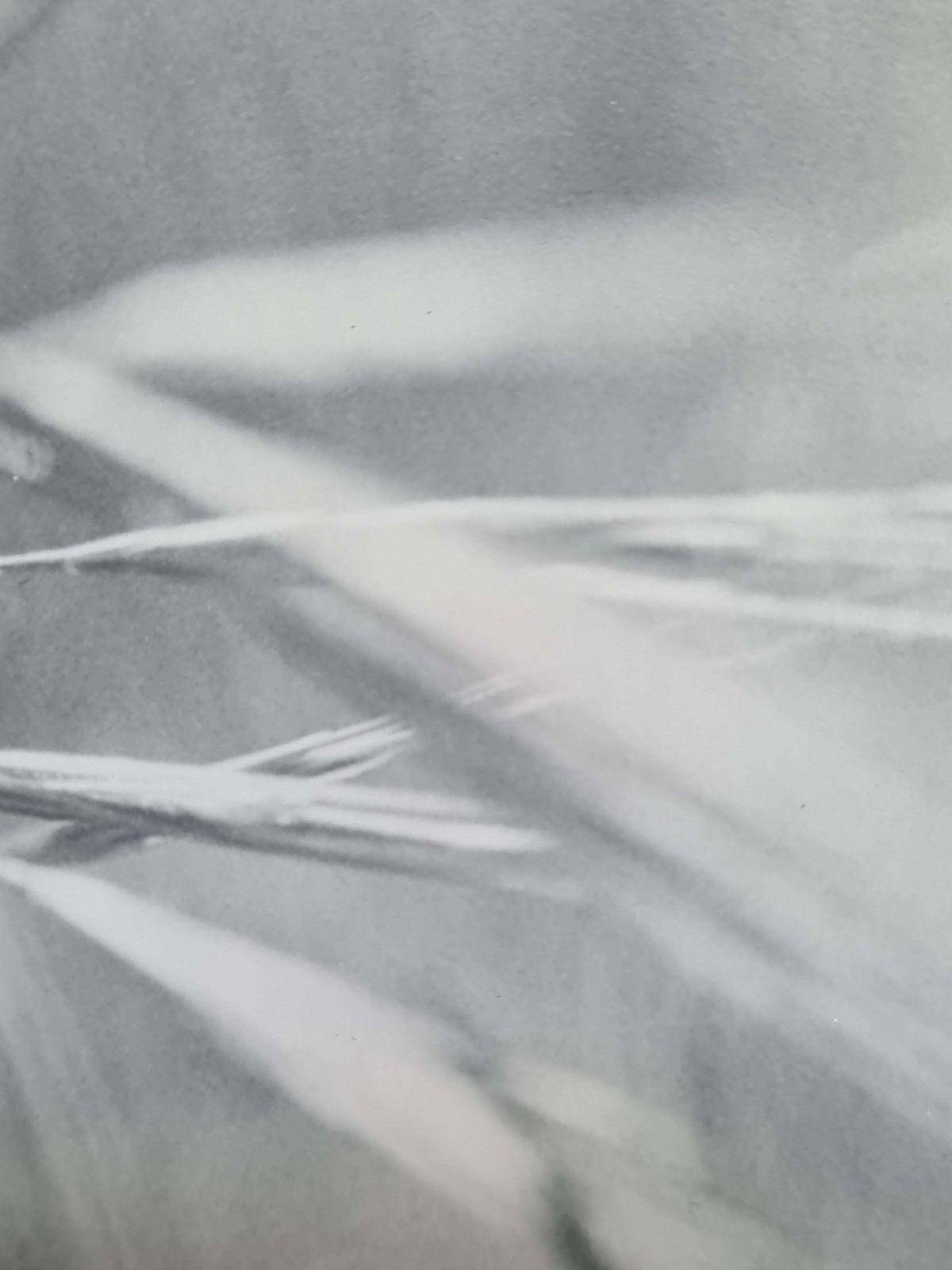 The Ear Of Corn Photorealist Photograph On Paper, 21st Century photo buy