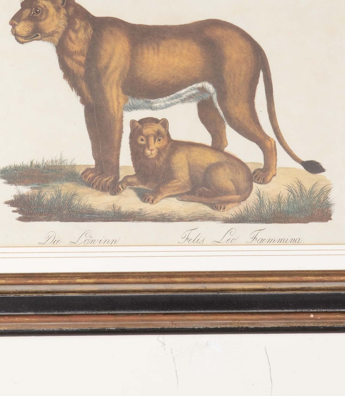 Set Of Four 19th Century Zoological Hand Coloured Lithographs photo furniture