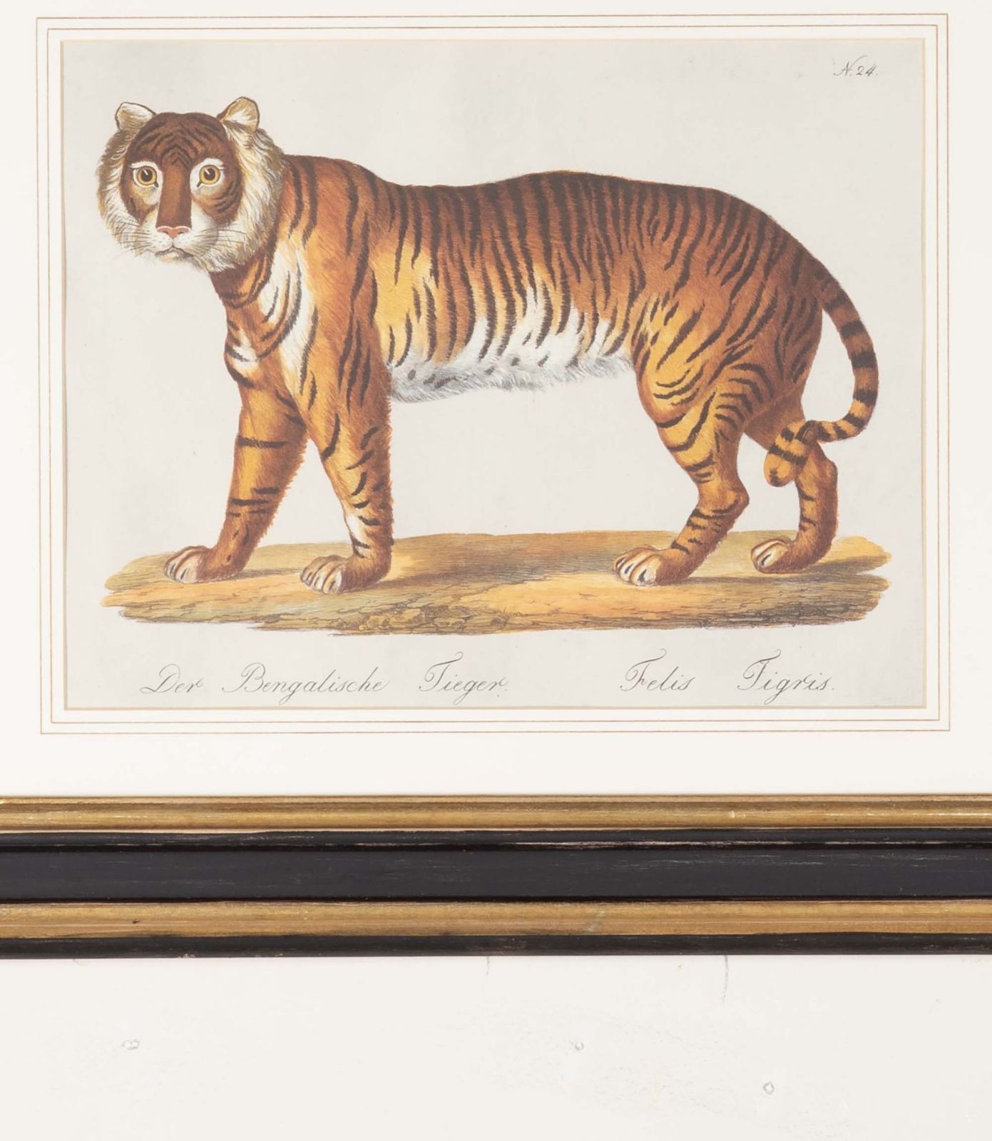 Set Of Four 19th Century Zoological Hand Coloured Lithographs photo Art