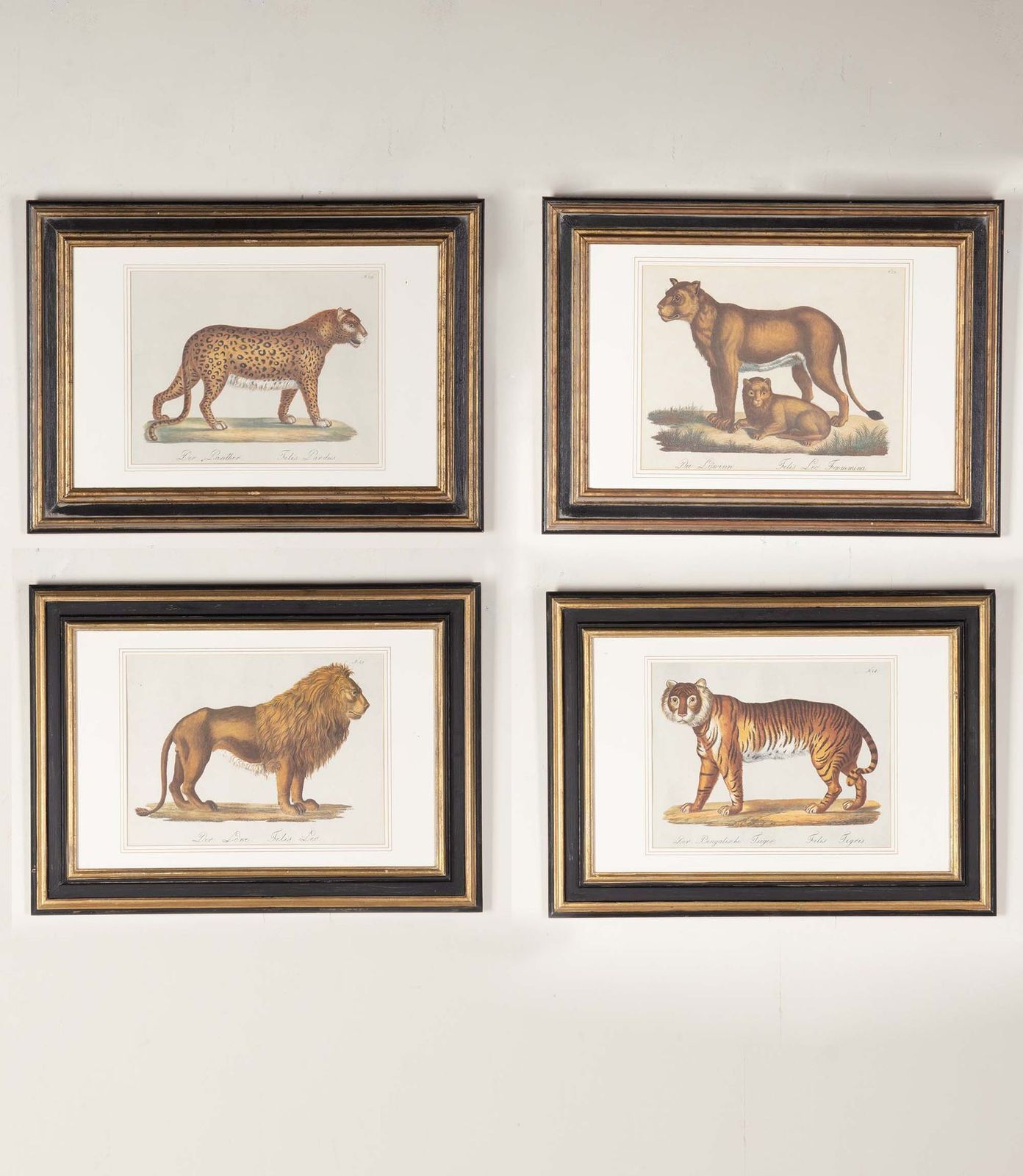 Set Of Four 19th Century Zoological Hand Coloured Lithographs