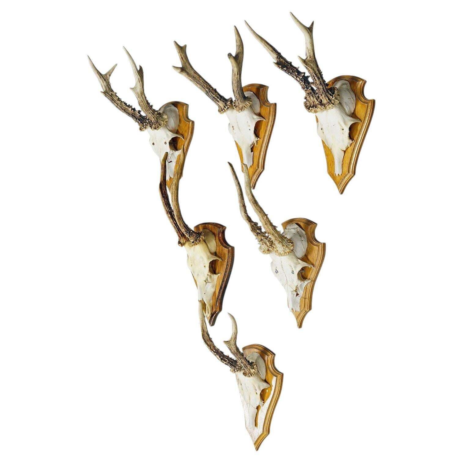 Six Large Roe Deer Trophies On Carved Plaques Germany Late 20. Century Item E715