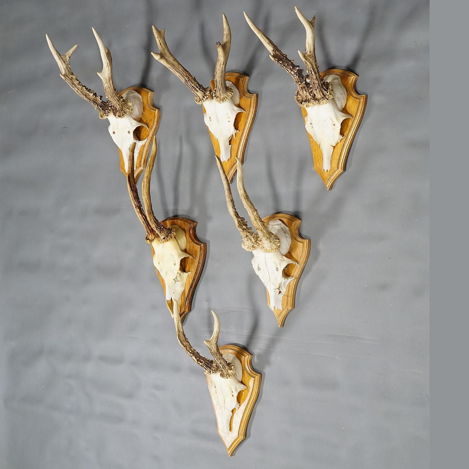 Six Large Roe Deer Trophies On Carved Plaques Germany Late 20. Century Item E715 photo furniture