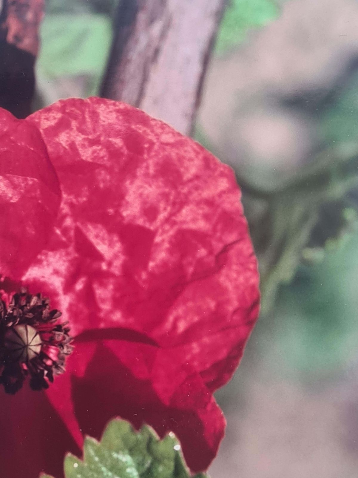 The Poppy Photorealist Photograph On Paper, 21st Century photo buy