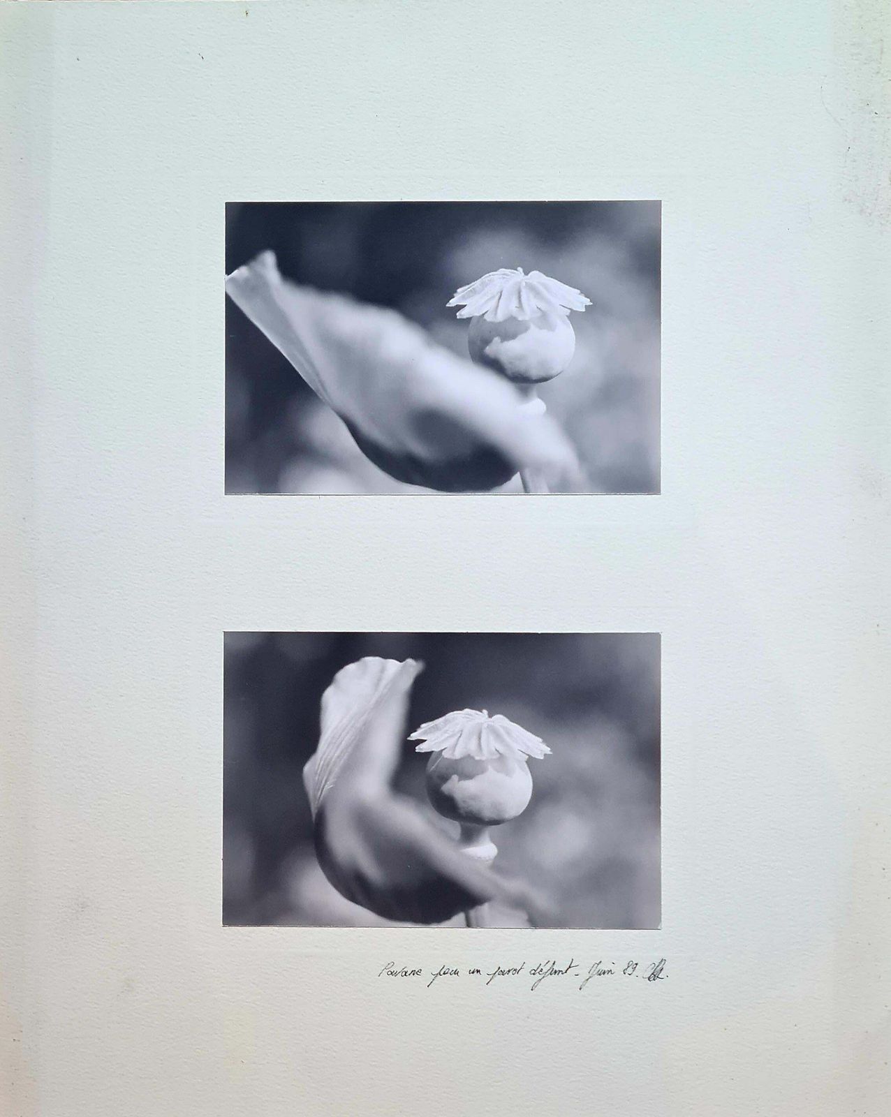 Poppies Black And White Photographs On Paper, Signed