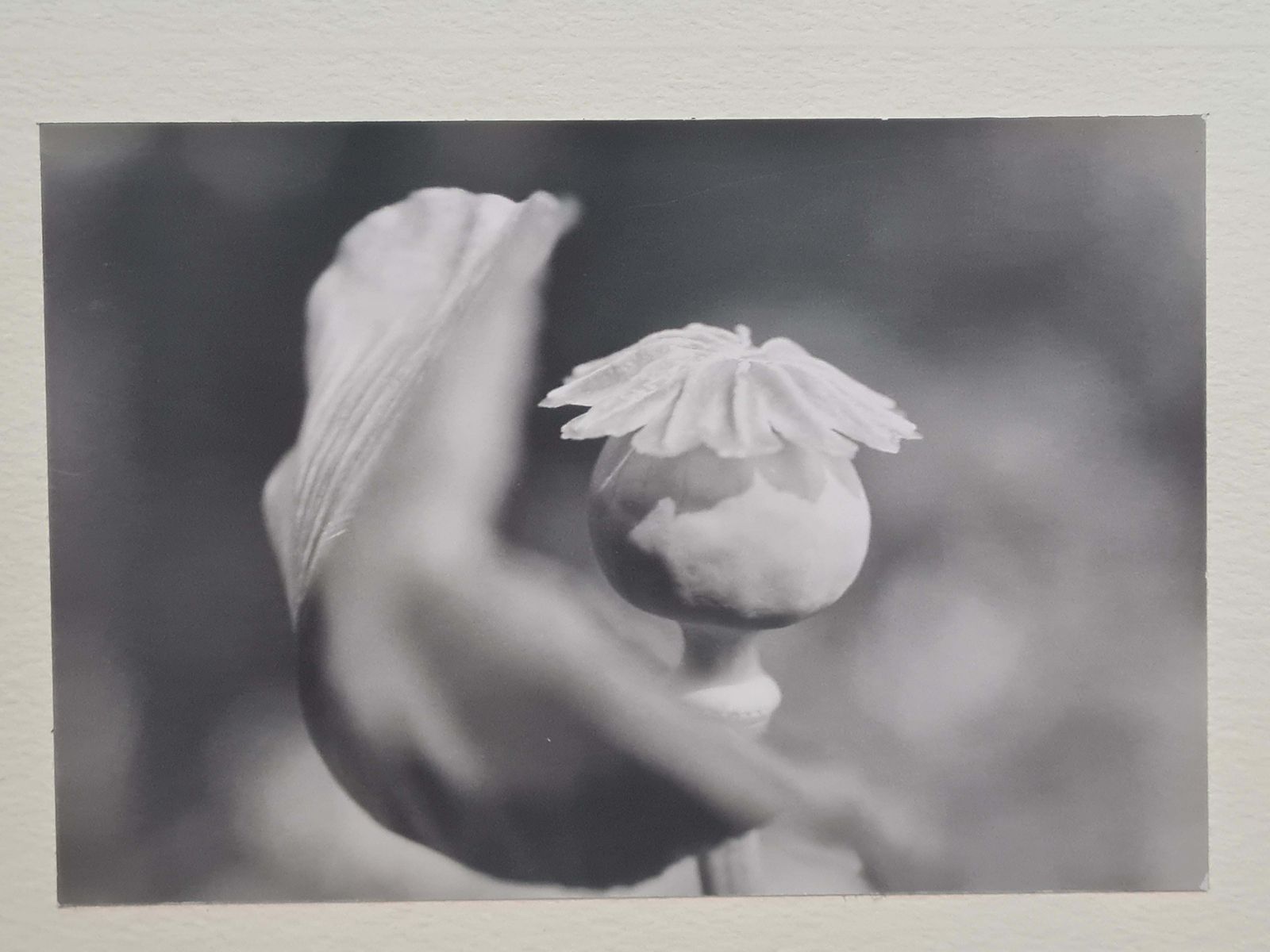 Poppies Black And White Photographs On Paper, Signed photo for sale