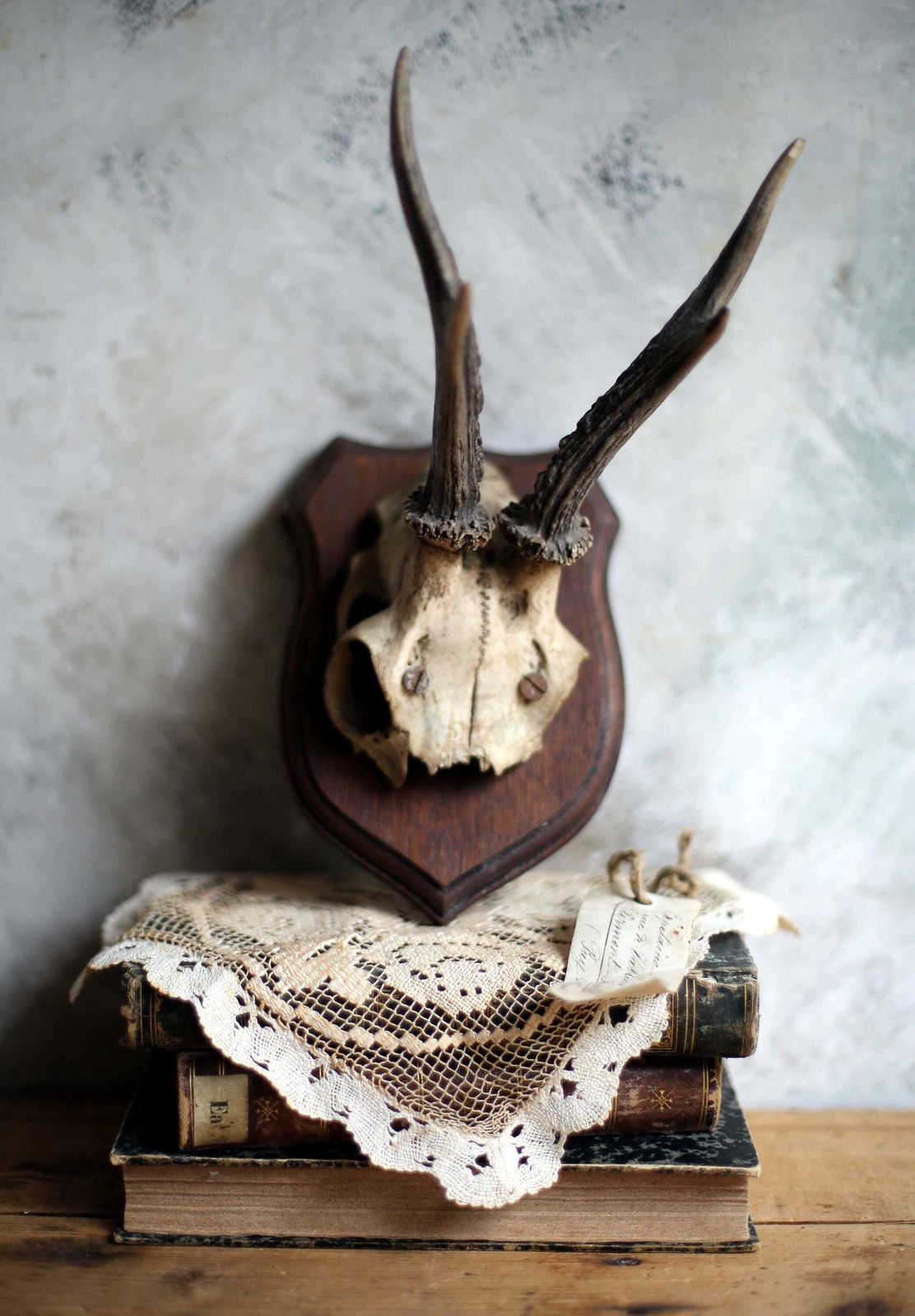 Antique Taxidermy Deer Horns French Deer Antlers Hunting Trophy photo for sale