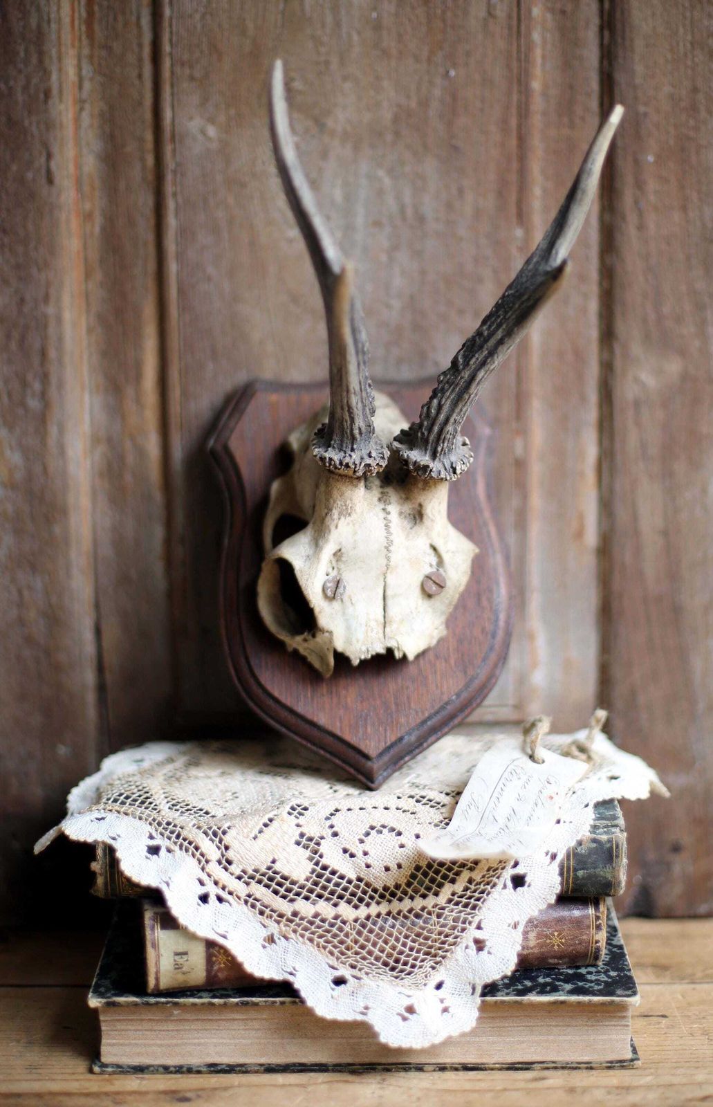 Antique Taxidermy Deer Horns French Deer Antlers Hunting Trophy photo Home Decor
