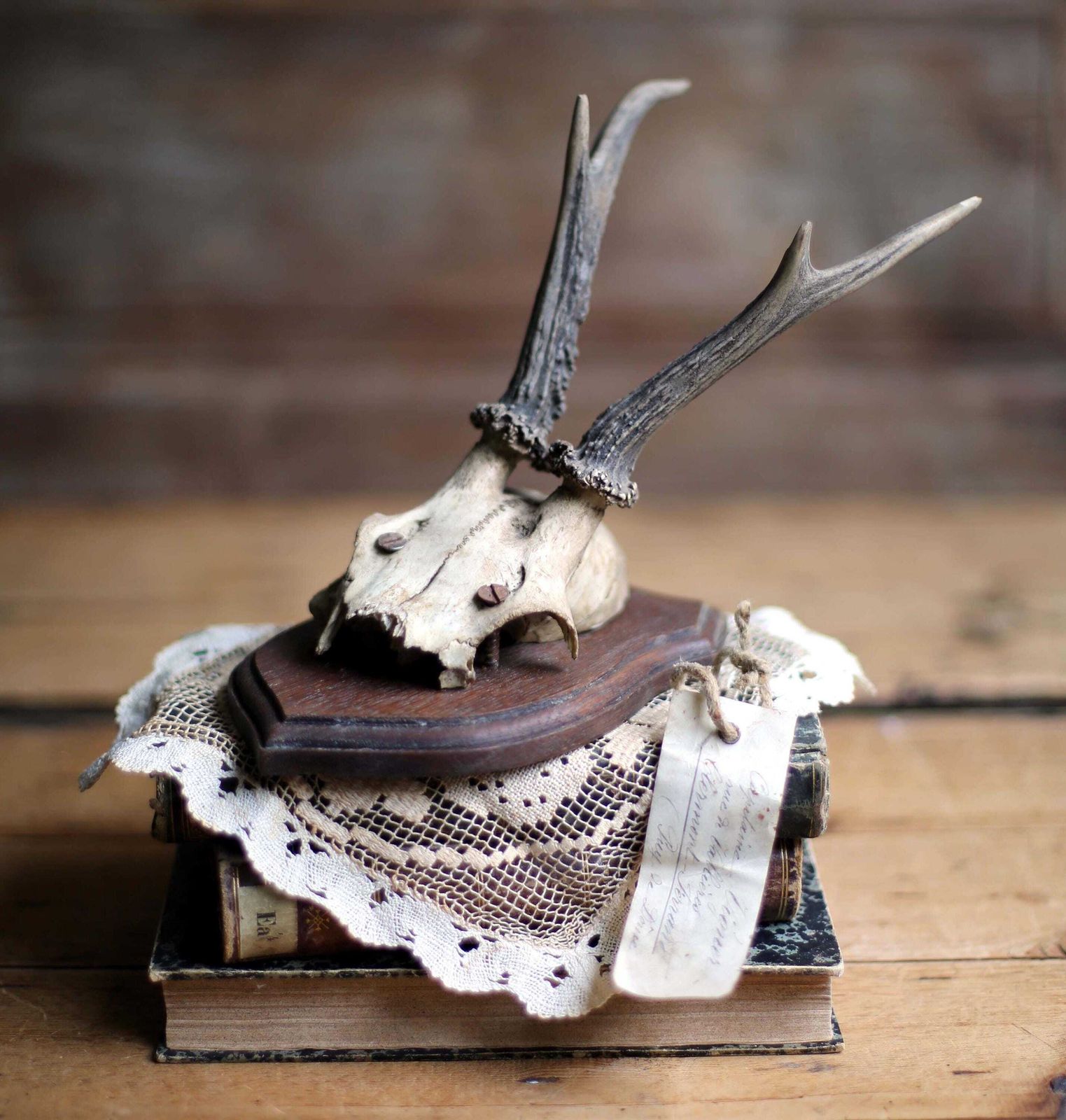 Antique Taxidermy Deer Horns French Deer Antlers Hunting Trophy photo vinterior