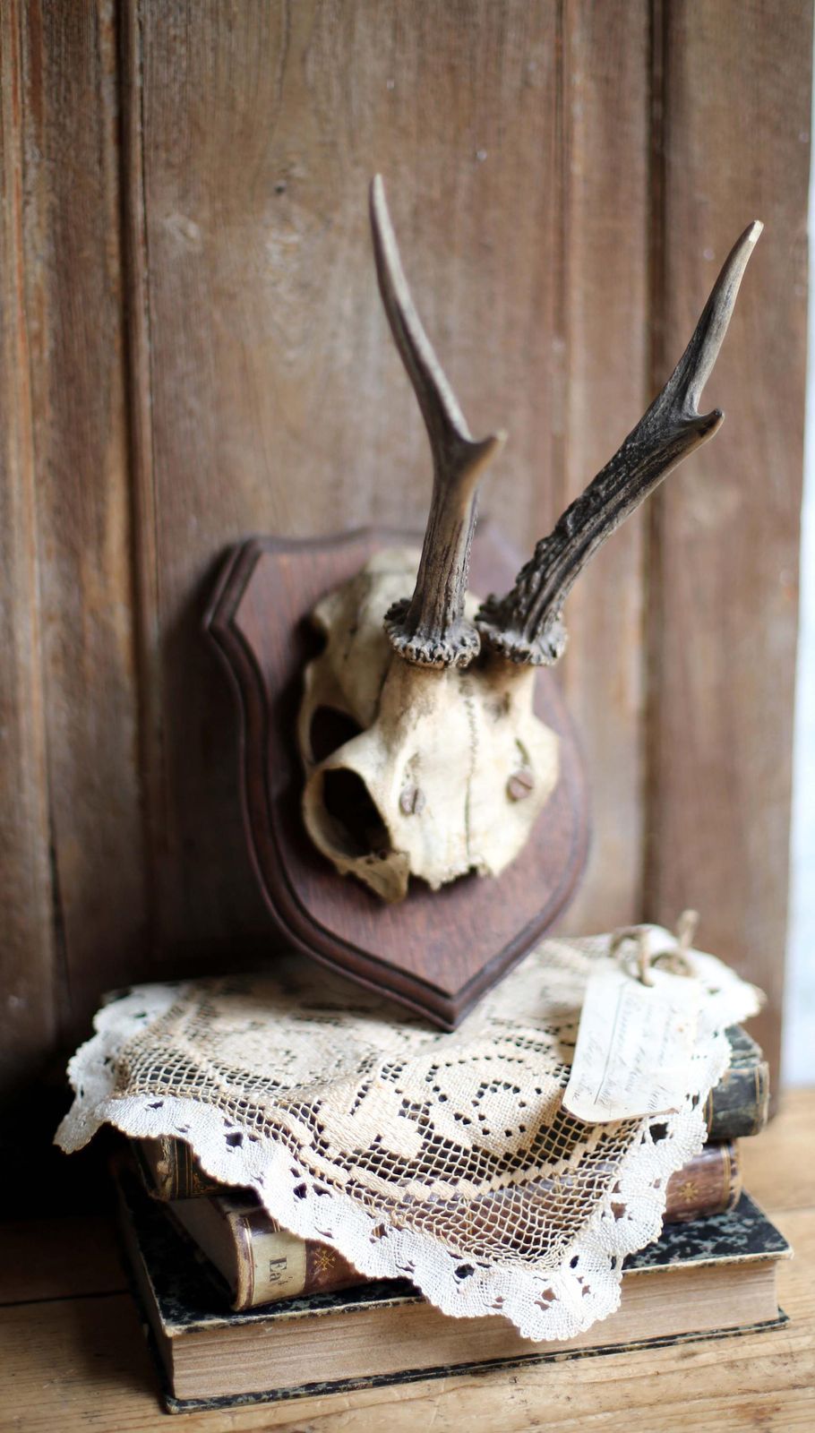 photo for sale Antique Taxidermy Deer Horns French Deer Antlers Hunting Trophy