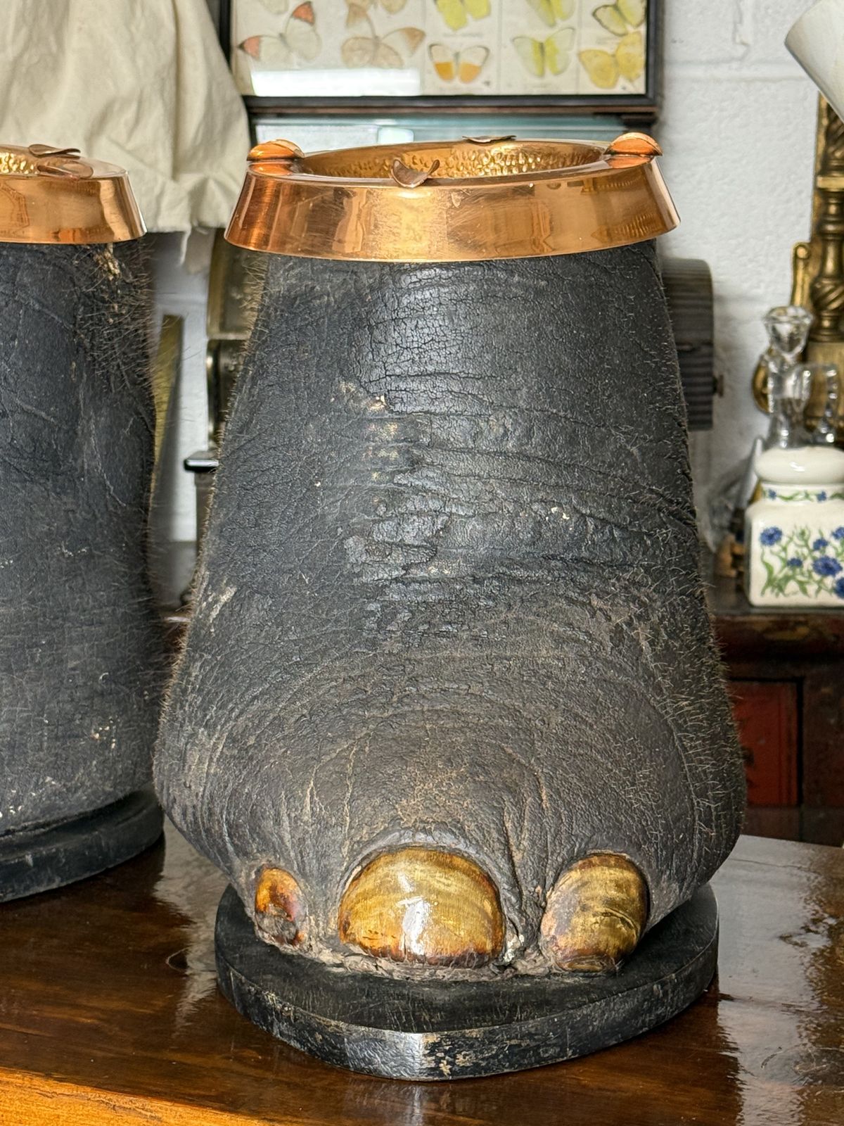 Mature: A Rare Pair Of Victorian Taxidermy Elephant Feet Elephant Foot Stool photo for sale