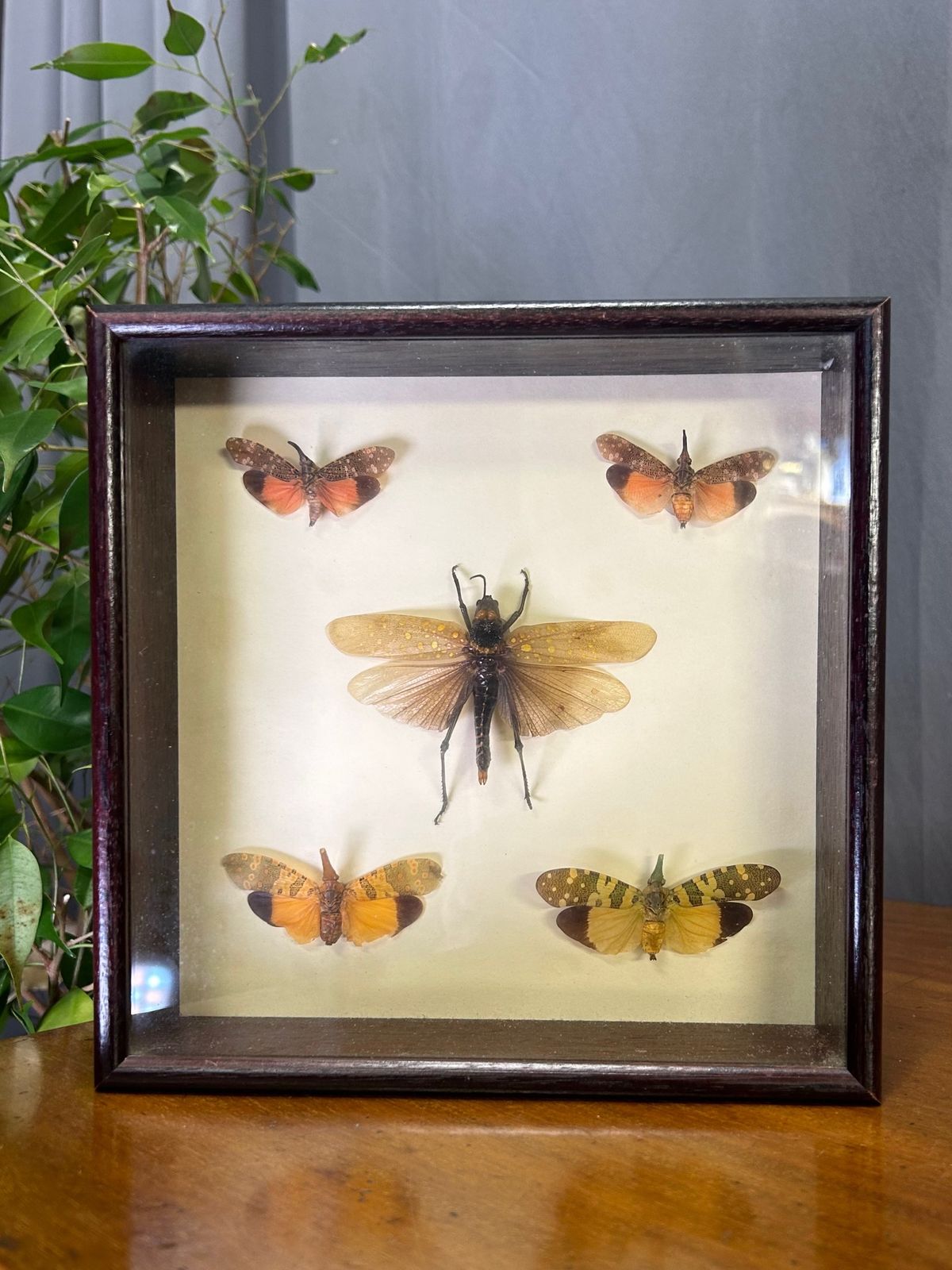 Aularches Grasshopper Fulgora Planthopper Exotic Insect Taxidermy In Case