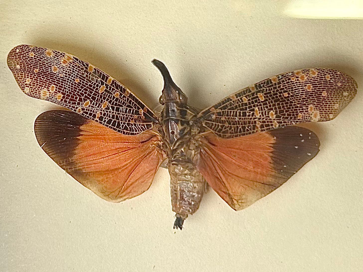 Aularches Grasshopper Fulgora Planthopper Exotic Insect Taxidermy In Case photo vinterior