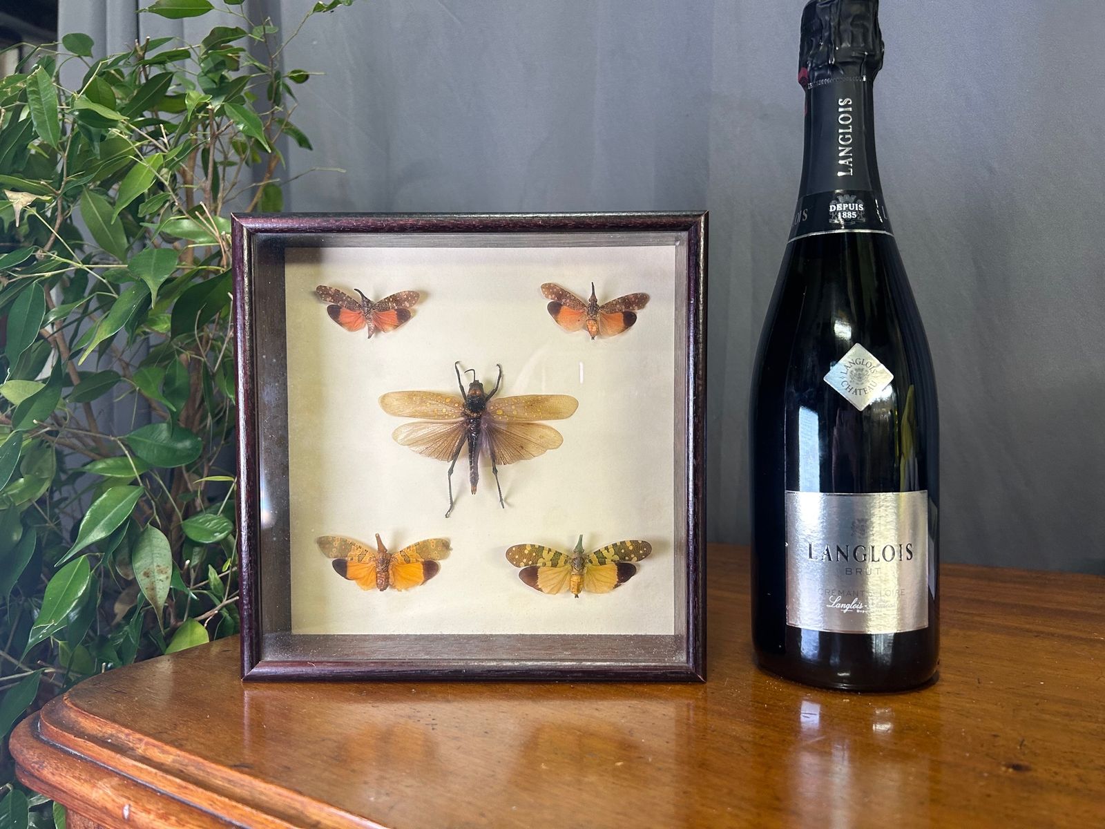 Aularches Grasshopper Fulgora Planthopper Exotic Insect Taxidermy In Case photo buy